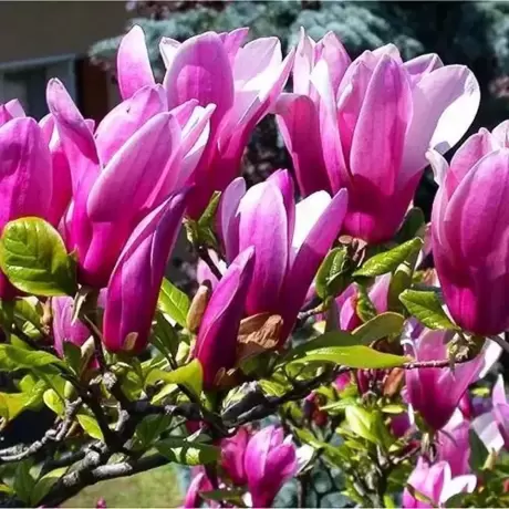 Magnolia Susan la Ghiveci