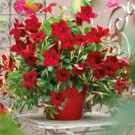Mandevilla Crimson Fantasy la Ghiveci