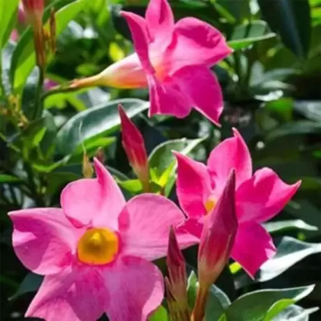 Mandevilla Pink la Ghiveci