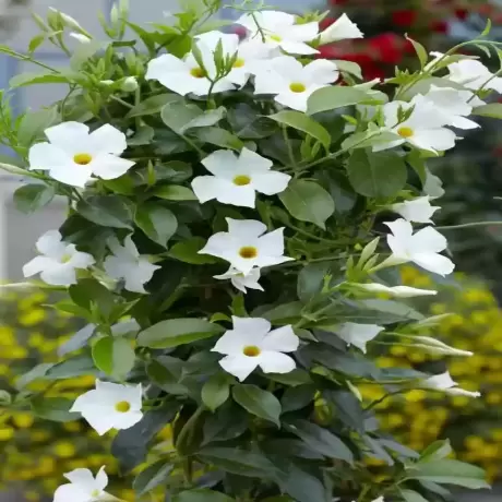 Mandevilla Teepee la Ghiveci