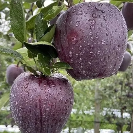 Pom Frucrifer - Mar Black Diamond - Anul 3