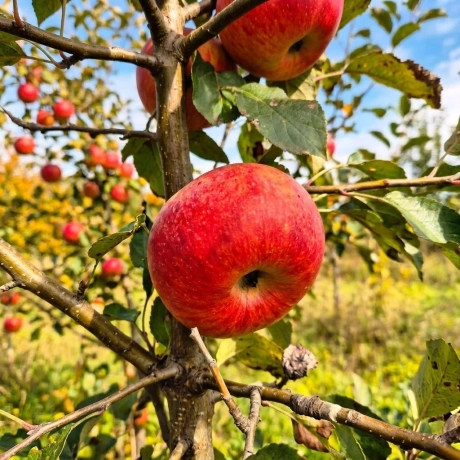 Pom fructifer - Mar Renet de Canada - Perioada Coacere Tarzie