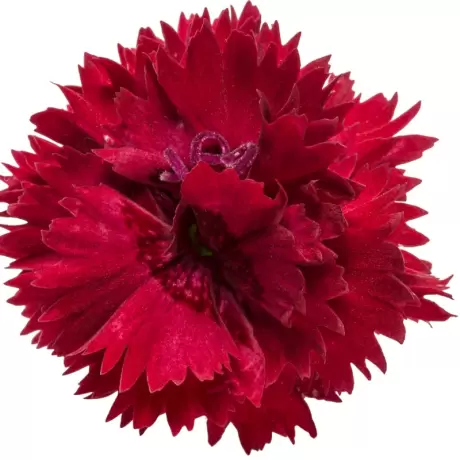 Garofițe Duble Parfumate - Maraschino la Ghiveci