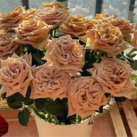 Trandafir Catarator Maro - Toffe – Anul 4 – Radacina Impachetata