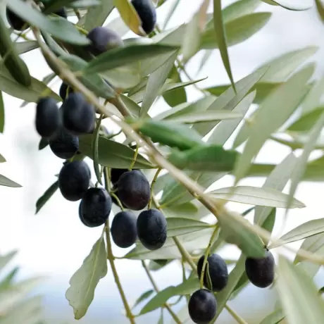 Pom fructifer - Maslin Pomisor - Masline Negre la Ghiveci