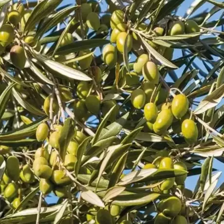 Pom fructifer - Maslin Pomisor - Masline Verzi la Ghiveci
