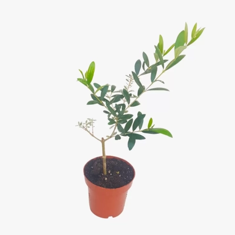 Pom fructifer - Maslin - Masline Verzi - P14