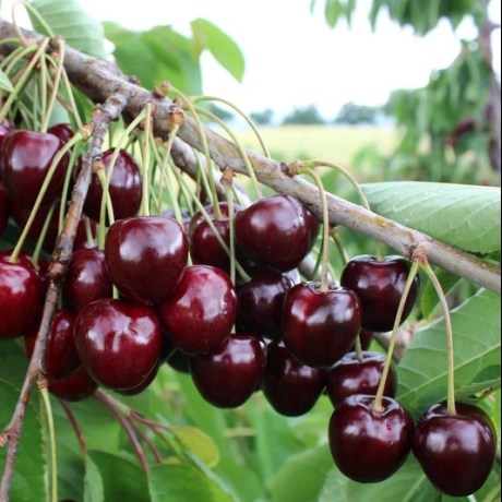 Cires Negru Amar de Maxut - Anul 3