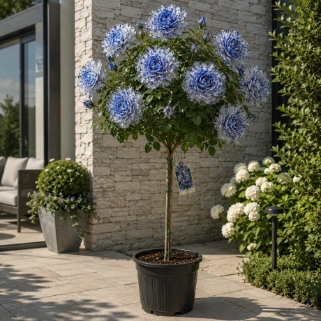 Trandafir Pomisor Medusa - Blue