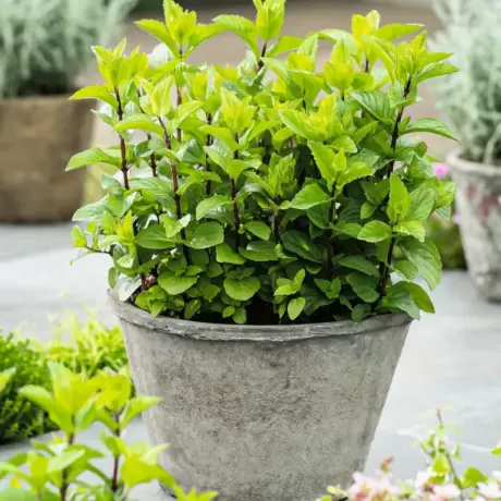 Menta la Ghiveci