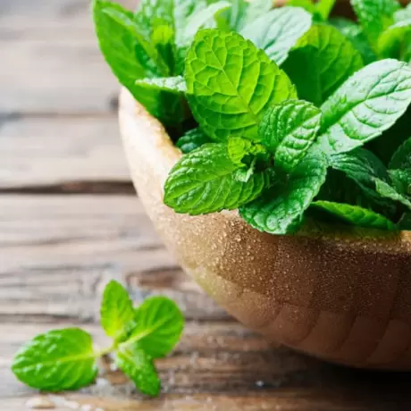 Menta la Ghiveci