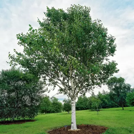 Mesteacan - Betula Pendula la Ghiveci