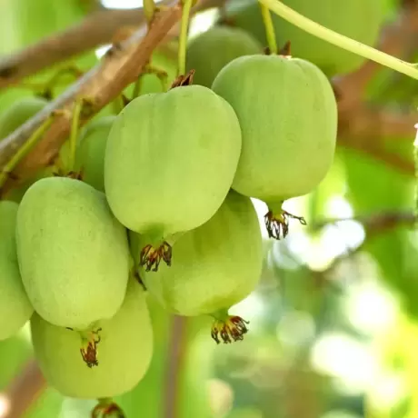Mini Kiwi dr Szymanowski la Ghiveci