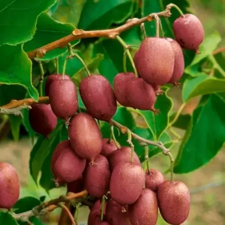 Mini Kiwi Actinidia Jenny la Ghiveci