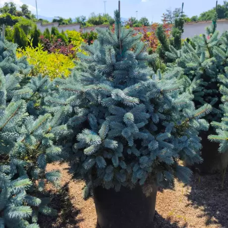 Molid argintiu (Picea pungens Super Blue Seedling) la Ghiveci