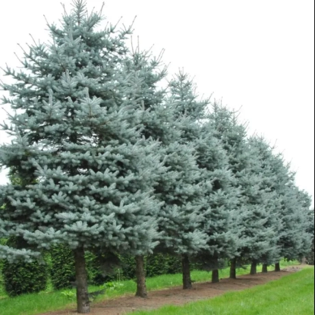 Molid argintiu (Picea pungens Super Blue Seedling) la Ghiveci