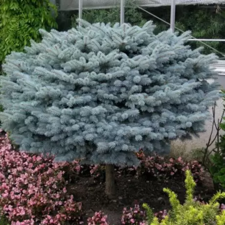 Molid Argintiu Globular - Picea Pungens Glauca Globosa la Ghiveci