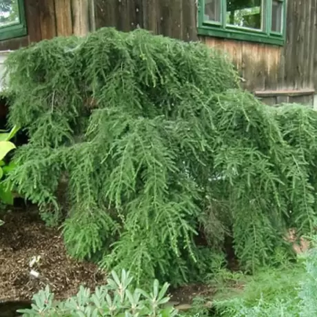 Molid Canadian - Tsuga Canadensis Green Globe la Ghiveci