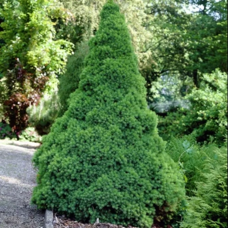 Molid Conic - Picea Glauca Conica la Ghiveci