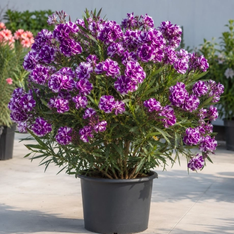 Leandru Tip Tufa - Mov Shatirat Cu Alb