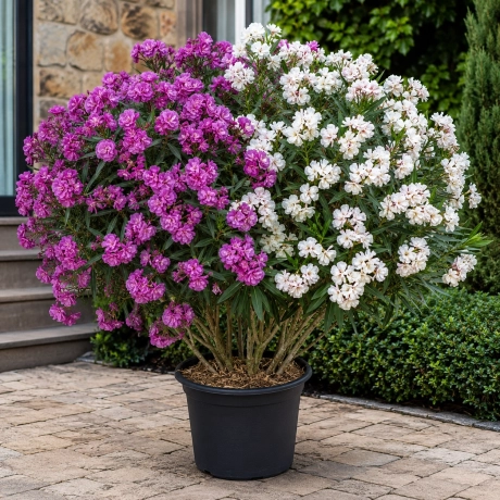 Leandru Tufa Bicolor - Mov cu Alb Shatirat