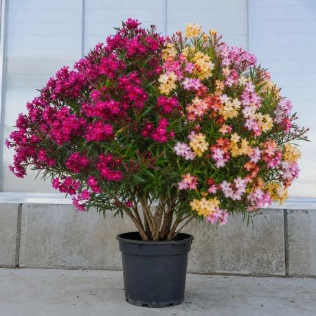Leandru Tufa Bicolor - Rainbow cu Mov Inchis