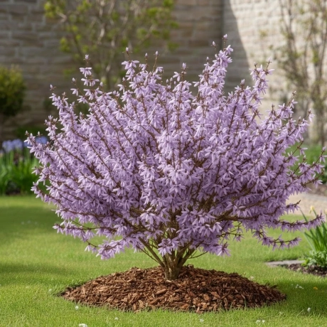 Forsythia Purple Vromans Radacina Ambalata