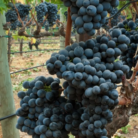 Vita De Vie Muscat De Hamburg - La Ghiveci