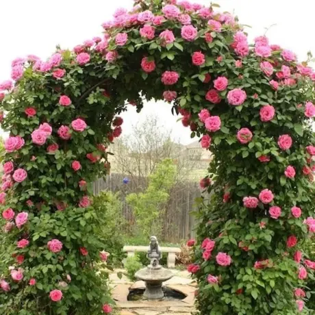 Trandafir urcator Mushimara – Anul 4 – Radacina Impachetata