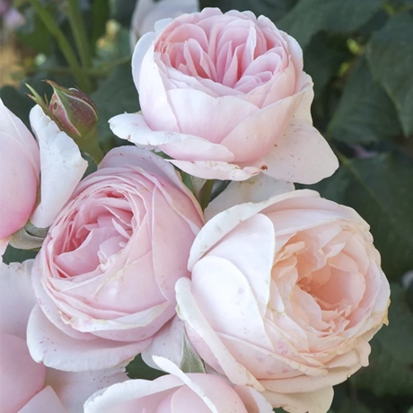 Trandafir Urcător Nahéma (Delbard)