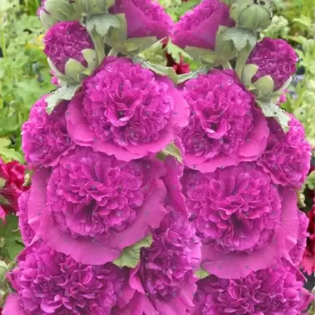 Nalba Chaters Purple