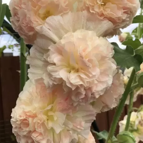 Nalba Double Apricote