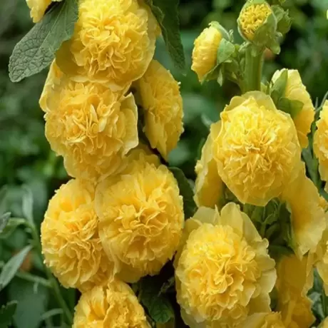 Nalba Double Yellow