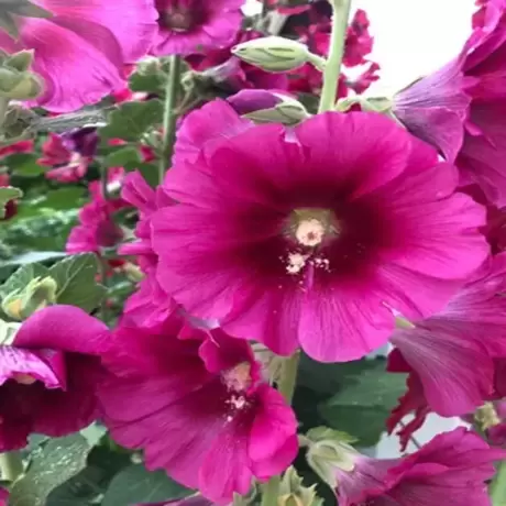 Nalba Halo Cerise