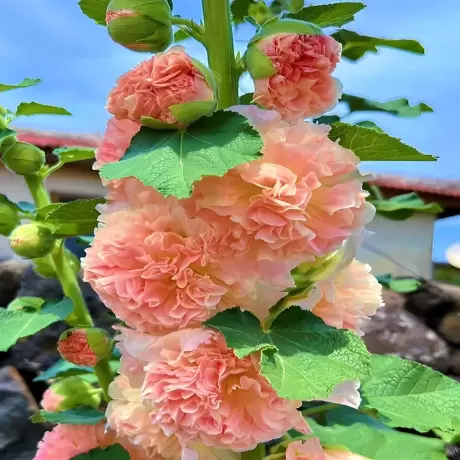Nalba Chaters Double Apricot