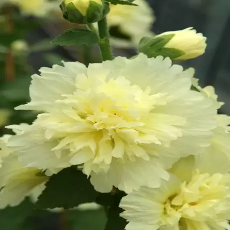 Nalba Spring Celebrities Lemon