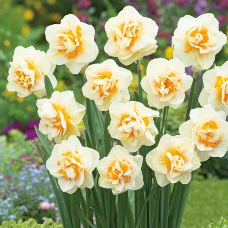 Bulbi de Narcise Flowe Parade