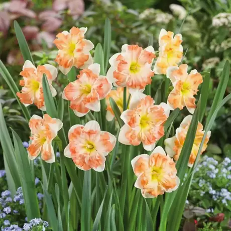 Bulbi de Narcise Vanilla Peach