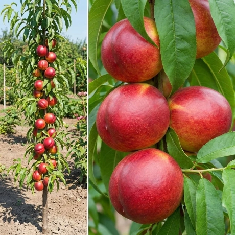 Pom Fructifer - Nectarin Columnar Andosa - Anul 4 cu Radacina Nuda