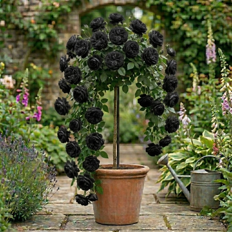 Trandafir Pomisor Negru Curgator - Radacina Impachetata