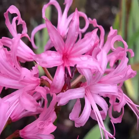 Bulbi de Nerine bowdenii