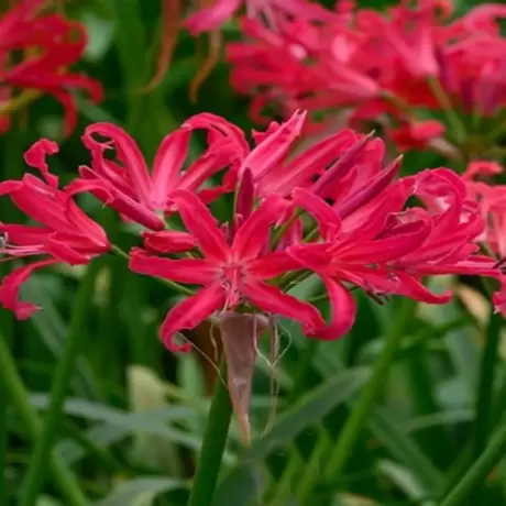 Bulbi de Nerine Harmony