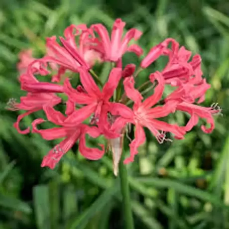 Bulbi de Nerine Lipstick