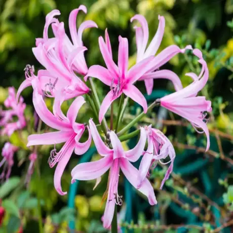 Bulbi de Nerine Multicolor