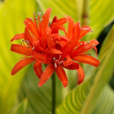 Bulbi de Nerine Orange Splash