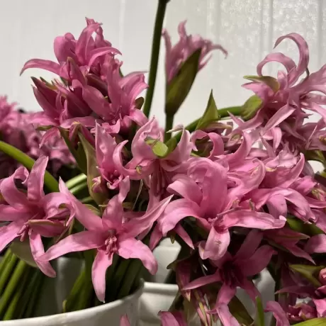 Bulbi de Nerine Pink Splash