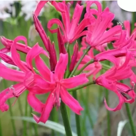 Bulbi de Nerine Pink