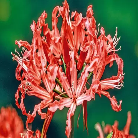 Bulbi de Nerine Study Day
