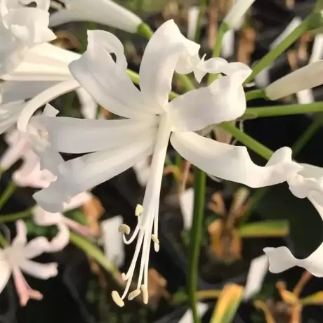 Bulbi de Nerine White