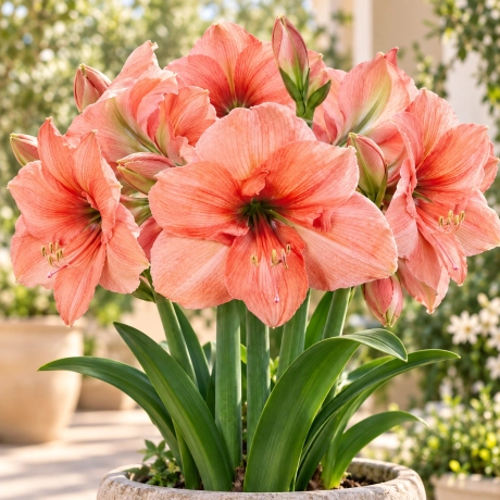 Bulbi de Amaryllis - Hippeastrum Orange
